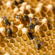 Imagen para el artículo titulado La esperanza de vida de las abejas se ha reducido a la mitad de lo que vivían en los 70